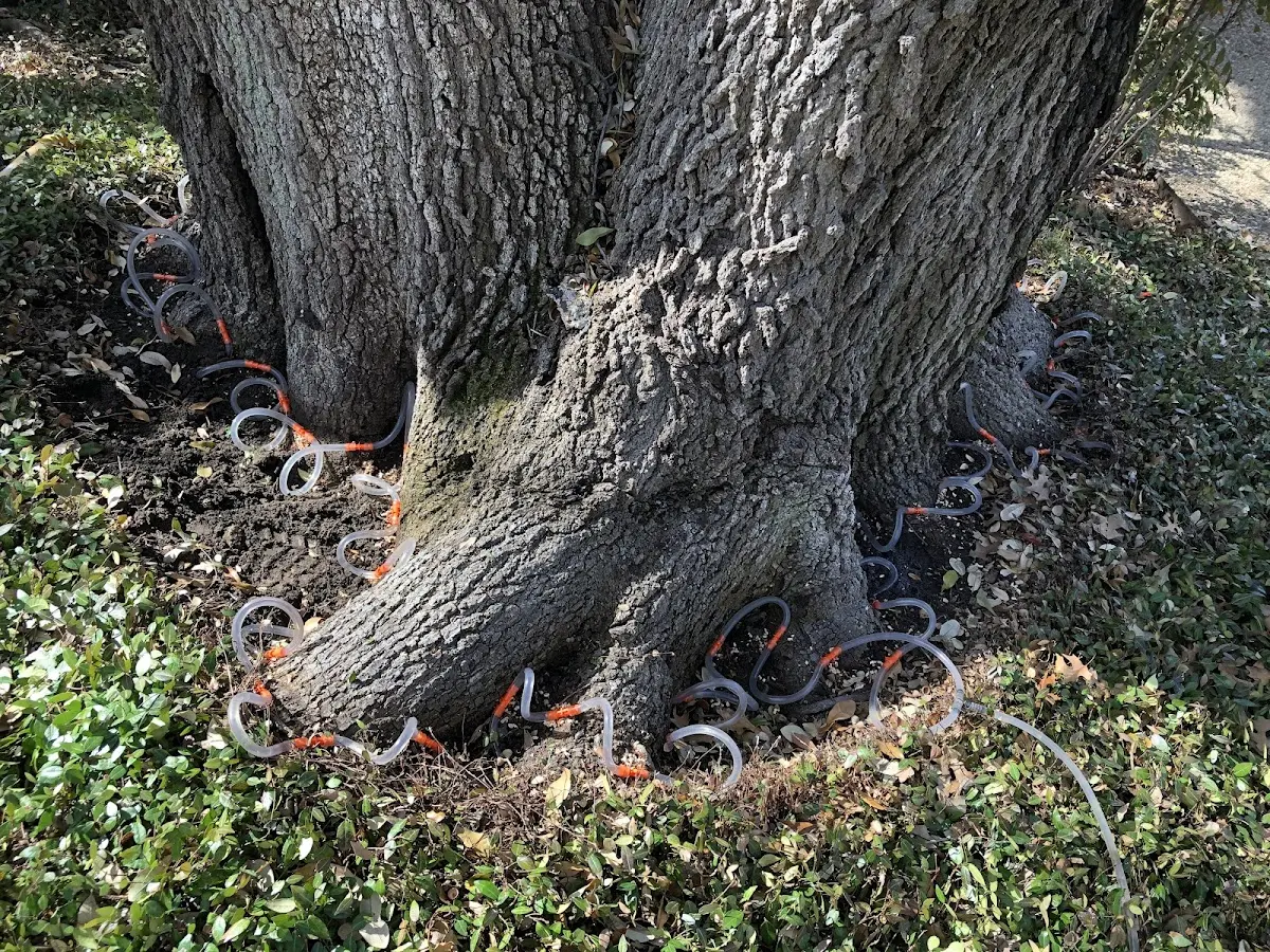Detailed Tree Cabling and Bracing job site in Bird Island