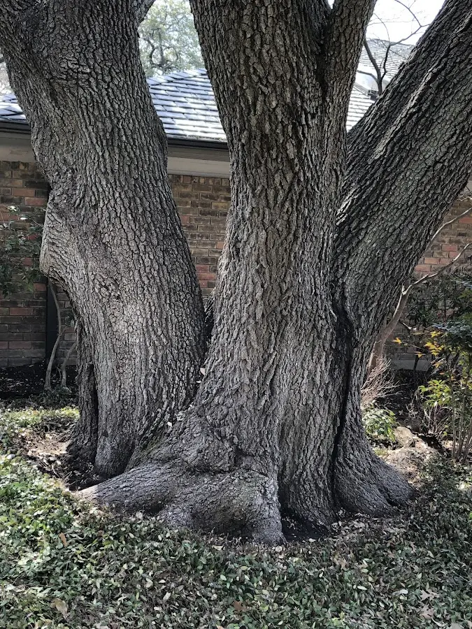Mature heritage tree close to a Bird Island property cared for by certified arborists